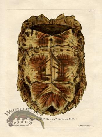 Trew Turtle Shell 10